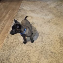 Blue - Black sable male Belgian Malinois puppy in Klamath Falls, Oregon from Stellar Malinois