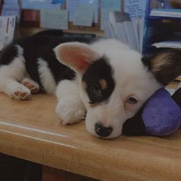 American Corgi and Pembroke Welsh Corgi Puppies from Beebe’s Corgis
