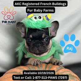 Raj - Black and tan male French Bulldog puppy in Michigan from Fur Baby Farms