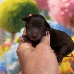 Mousse - Liver male Miniature Schnauzer puppy in Silver Creek, Mississippi from Mamie’s Minis, LLC