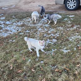 Siberian Husky Puppies from Spirit of the Moon Siberians