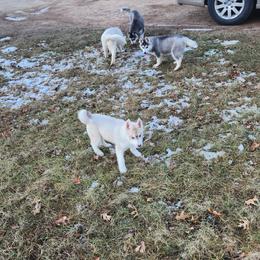 Siberian Husky Puppies from Spirit of the Moon Siberians