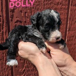 Dolly - Black and white female Bernedoodle puppy in Cambridge, Minnesota from Country Meadow Doodles
