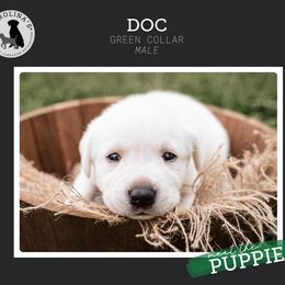 Boy 3 - Yellow Labrador Retriever puppy in Clayton, North Carolina from Carolina’s Swift Creek Labrador Retrievers