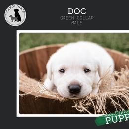 Boy 3 - Yellow Labrador Retriever puppy in Clayton, North Carolina from Carolina’s Swift Creek Labrador Retrievers