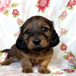 Dachshund Puppies from Hidden Haven Dachshunds