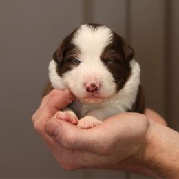 Echo - Red male Border Collie puppy in Kalispell, Montana from North Fork Border Collies