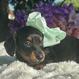 Fae Long hair - Black and tan female Dachshund puppy in Lakeland, Florida from Elite Doxies Florida