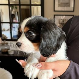 Gus - Tri-color male Cavalier King Charles Spaniel puppy in Atwater, California from Countryside Royalty Cavaliers