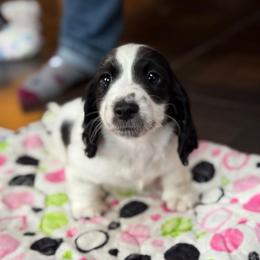 Peter - Piebald male Dachshund puppy in Pocasset, Massachusetts from Dachs of the Bay