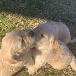 Golden Retriever Puppies from Daniel Ranch Golden Retrievers