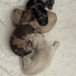 Dachshund Puppies from Twinkle Dachs