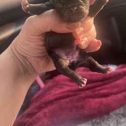 French Bulldog and Pug Puppies from Naughty and Naked Cattery and Kennel