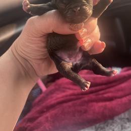 French Bulldog and Pug Puppies from Naughty and Naked Cattery and Kennel