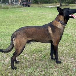 Belgian Malinois puppies from Grand Prix Kennel