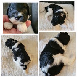 Cavapoo Puppies from Maggie's Cavapoo Puppies