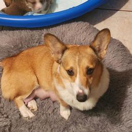 Jessie - Pembroke Welsh Corgi