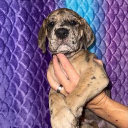Iris - Merle female Great Dane puppy in Orange Grove, Texas from Shadow Veil Dane’s