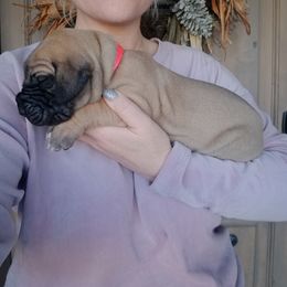 Great Dane Puppies from Pepper Mae Danes