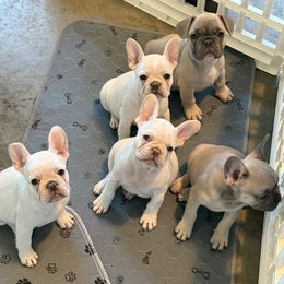 French Bulldog Puppies from 731 Frenchies