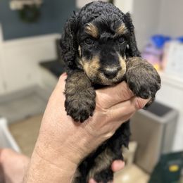 Clark Bar - Phantom male Poodle puppy in Murrieta, California from Apricot Poodles & Goldendoodles, LLC