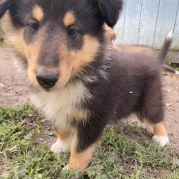 Ralph - Black white and tan male Collie puppy in Yulee, Florida from Three Collie Farm