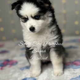 Emma - Black and white female Pomsky puppy in Rossville, Georgia from Scenic City Pomskies