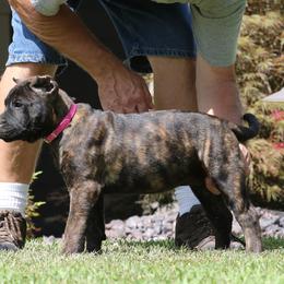 Red Collar - Tiger male Perro de Presa Canario puppy in Pocahontas, Illinois from Cabeza Grande Kennel