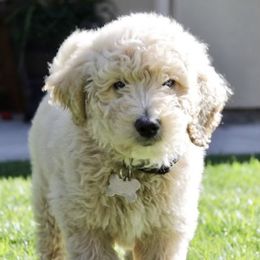 Goldendoodle Puppies from Cute as a Doodle