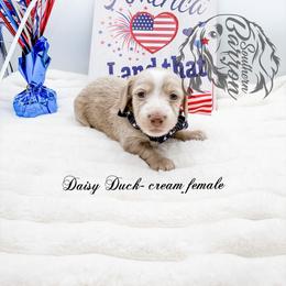 Daisy Duck - Cream female Dachshund puppy in Prairieville, Louisiana from Southern Barron Danes & Dachshunds