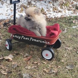 Pomeranian Puppies from Fancy Paws Pomeranian