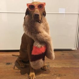 Vizsla All Grown Up from Vizslas