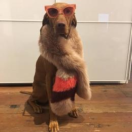 Vizsla All Grown Up from Vizslas