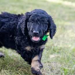 Bagel - Black Bernedoodle puppy in Columbus, Georgia from Woofington Place Doodles