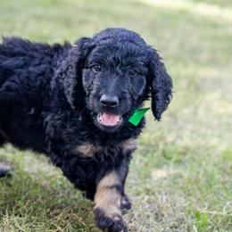 Bagel - Black Bernedoodle puppy in Columbus, Georgia from Woofington Place Doodles