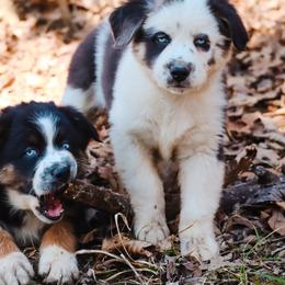 Frosty - Blue merle male Australian Shepherd puppy in Silex, Missouri from Small Town Australian Shepherds