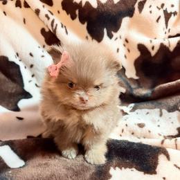 Dolly - Lavender female Pomeranian puppy in Gainesville, Texas from Pomtastic Pomeranians