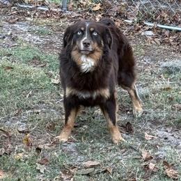 Oscar - Australian Shepherd