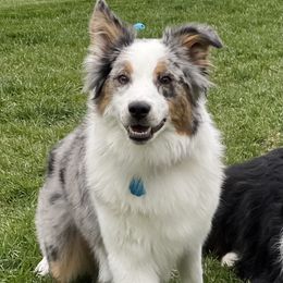 Stevie - Australian Shepherd