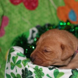 Labrador Retriever Puppies from Paradise Farm Gun Dogs