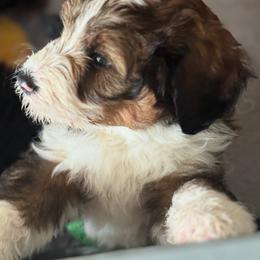 Bernedoodle, Cockapoo, and Goldendoodle Puppies from Avery Doodle Day LLC