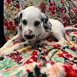Crunch - White and black male Dalmatian puppy in Austin, Texas from Dazzling Dalz