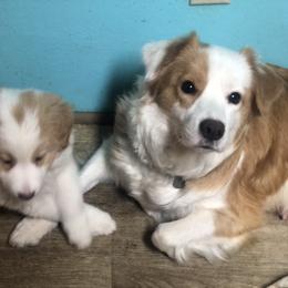 Border Collie Puppies from Cahill’s Canines