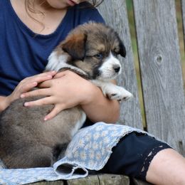 Pembroke Welsh Corgis from Metzger Homestead