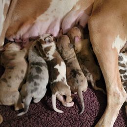 Great Dane and Yorkshire Terrier Puppies from Chuck City Danes
