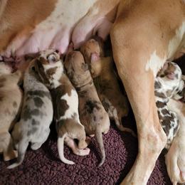 Great Dane and Yorkshire Terrier Puppies from Chuck City Danes