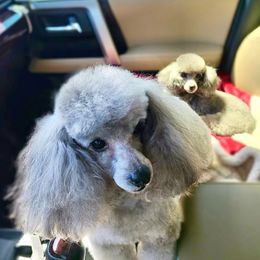 Poodle All Grown Up from Winsome Toy Poodles