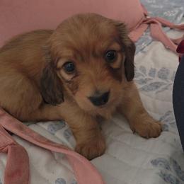 El - Red female Dachshund puppy in Barstow, California from Samy's Dachshund Den