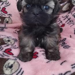 Paris - Red female Shih Tzu puppy in Sulpher Springs, Texas from Pams Precious Shih Tzus