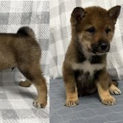 Boy 1 - Shikoku puppy from Kiseki No Yama